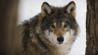 vlk wolf-2106894 1280